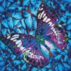 Diamond Dotz DD5 – Flutter by Mauve