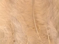 Fjær 15 stk Beige