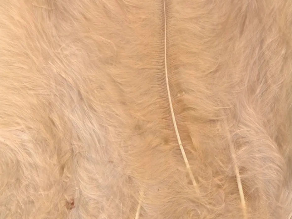Fjær 15 stk Beige