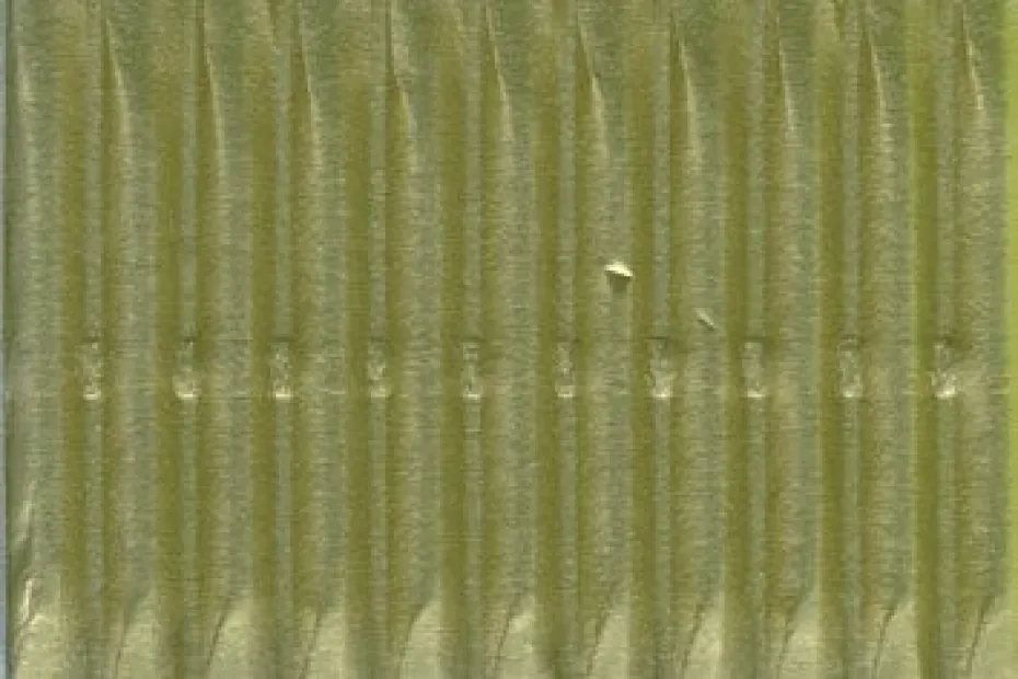 Folia Bølgepapp 50x70cm 250g – 65 Gull